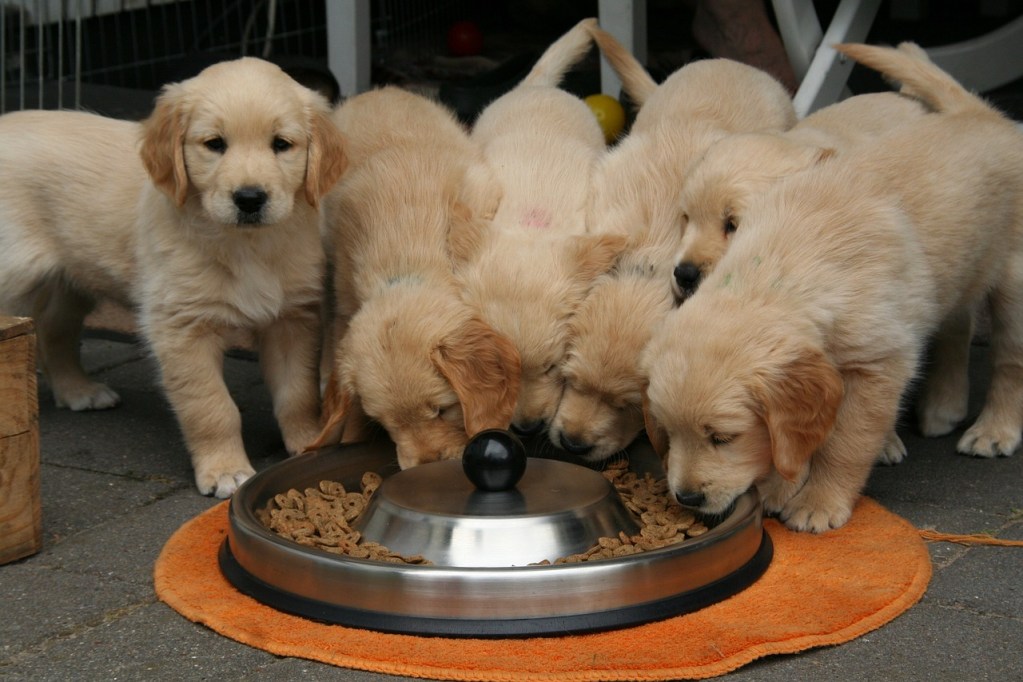 Hand Made Dog Food